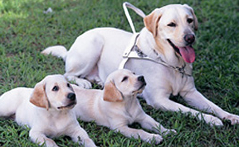 いちよし盲導犬プロジェクト