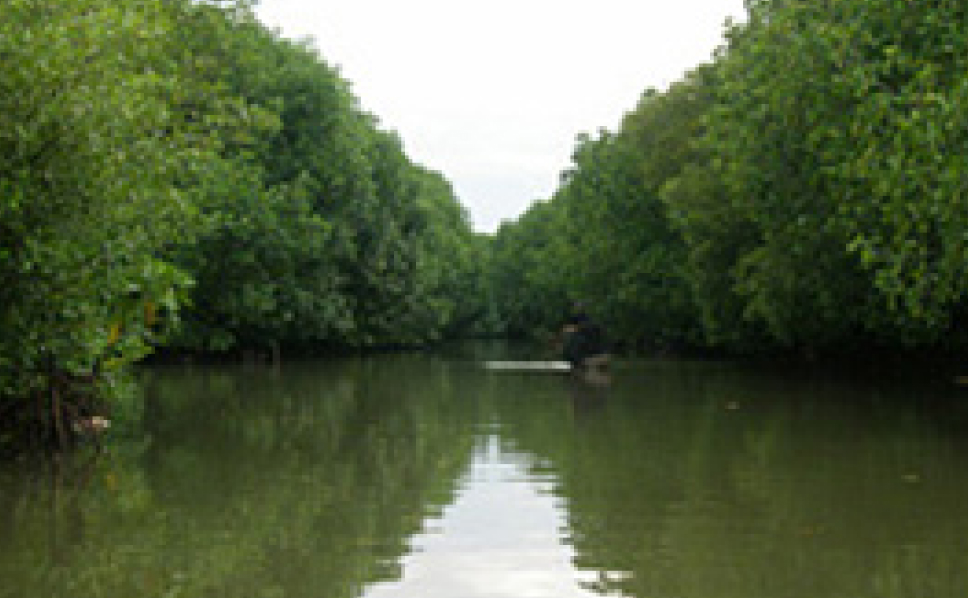 いちよしマングローブの森プロジェクト