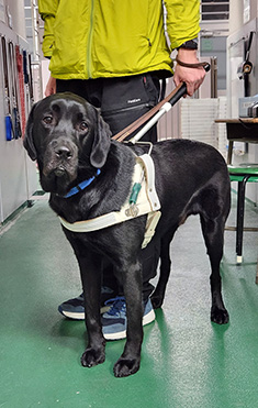 マオリくん画像