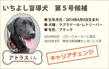 いちよし盲導犬 第5号候補