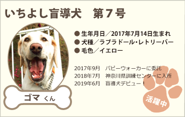 いちよし盲導犬 第7号