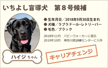 いちよし盲導犬 第8号候補