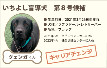 いちよし盲導犬　第8号候補
