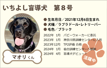 いちよし盲導犬　第8号候補