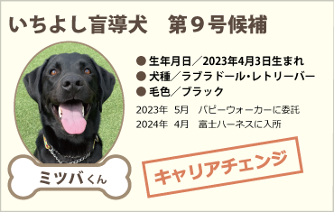 いちよし盲導犬 第9号候補