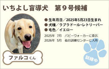 いちよし盲導犬　第9号候補