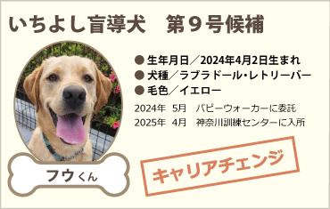 いちよし盲導犬　第9号候補