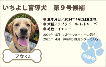 いちよし盲導犬 第9号候補