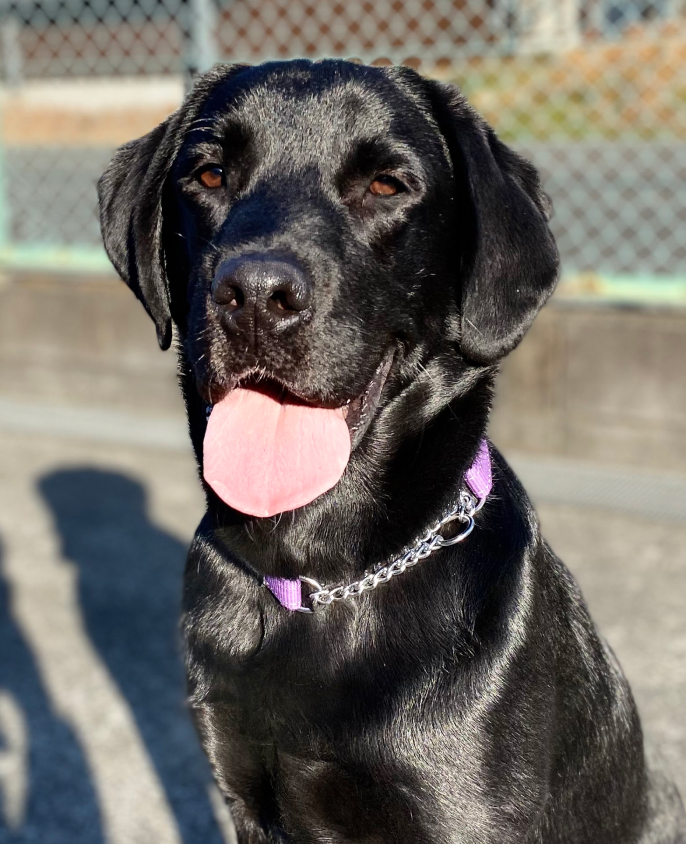 盲導犬マオリくん