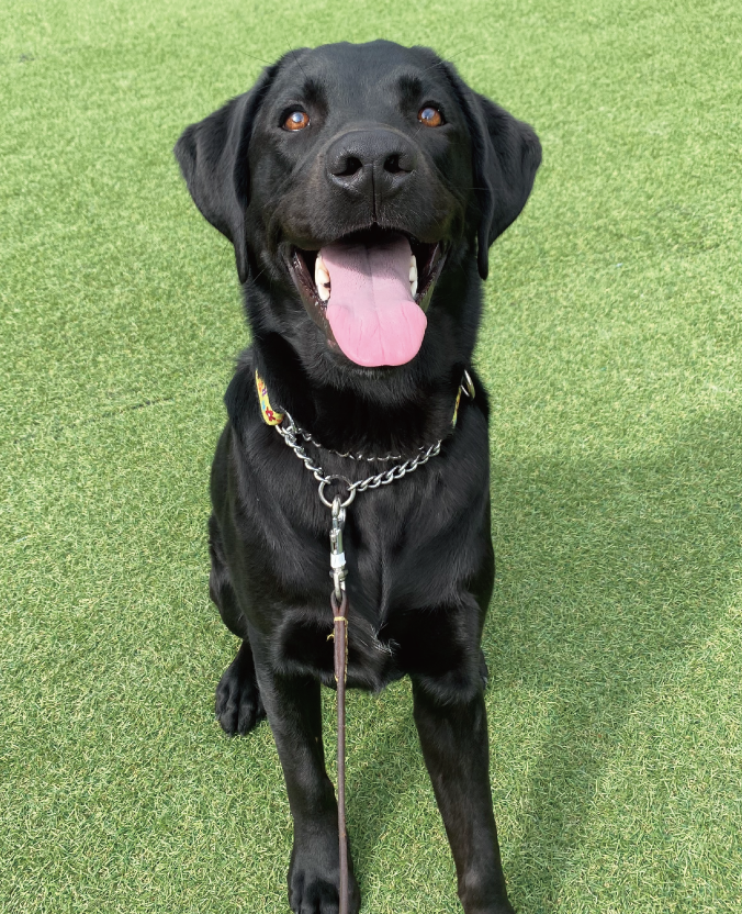 盲導犬ミツバくん