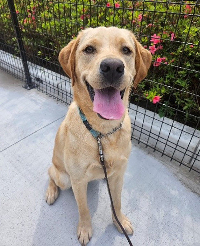 盲導犬フウくん